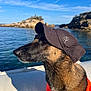 Pearl a rejoint le concours — aidez-le/la à gagner de superbes lots ! dog, baseball_cap, life_jacket, boat, water, sea, rocky_coastline, sky, outdoor, sunny, portrait, pet, animal, canine, summer, vacation, travel, nature, watercraft, leisure