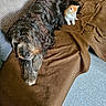 animal, brown_blanket, carpet, companion, couch, cozy, cushion, cute, dog, fur, furry_dog, home, indoor, kitten, orange_and_white_kitten, pet, plush_toy, raccoon, relaxing, resting