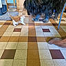 Flocon participe au concours pour gagner de l'argent avec cette photo : animal, black, brown, curious, dog, domestic, flooring, furry, indoor, kitten, large, mat, orange, pet, playful, room, small, tile_floor, white, wooden_furniture