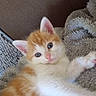 blanket, cat, close_up, cozy, curious, cute, domestic_cat, feline, fluffy, fur, indoor, kitten, orange_and_white, paw, pet, pink_nose, resting, sleepy, soft_texture, young_animal