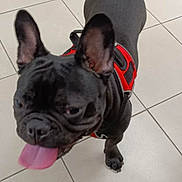 Black Diamond joined the competition — help win amazing prizes! dog, french_bulldog, black_dog, pet, animal, indoor, floor, tile, tongue_out, harness, ears_up, cute, small_dog, companion, canine, friendly, playful, looking_up, domestic_animal, walking