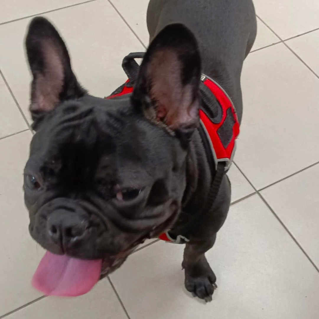 Black Diamond joined the competition — help win amazing prizes! animal, black_dog, canine, companion, cute, dog, domestic_animal, ears_up, floor, french_bulldog, friendly, harness, indoor, looking_up, pet, playful, small_dog, tile, tongue_out, walking
