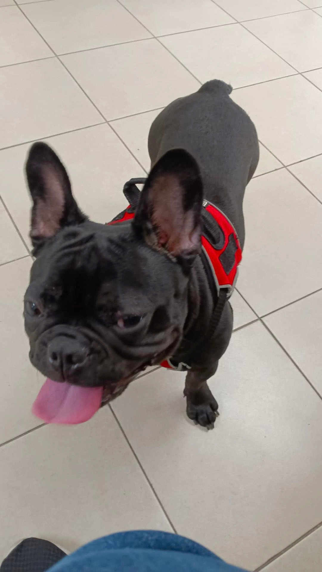 Black Diamond joined the competition — help win amazing prizes! dog, french_bulldog, black_dog, pet, animal, indoor, floor, tile, tongue_out, harness, ears_up, cute, small_dog, companion, canine, friendly, playful, looking_up, domestic_animal, walking