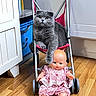 Sunday participe au concours pour gagner de l'argent avec cette photo : animal, baby_doll, blue_storage_bin, cat, cute, domestic, furniture, gray_cat, household, indoor, paw, pet, pink_dress, playful, relaxed, resting, scottish_fold, stroller, toy, wooden_floor