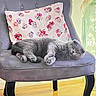 cat, chair, cozy, cute, decor, domestic_animal, floor, floral_pattern, furniture, gray_cat, indoor, pampas_grass, pet, pillow, portrait, relaxed, resting, skull_pattern, vase, wood_floor