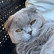 Sunday a rejoint le concours — aidez-le/la à gagner de superbes lots ! animal, cat, chair, closeup, cozy, cushion, cute, domestic_animal, feline, fluffy, fur, gray_cat, indoor, pet, portrait, relaxed, resting, scottish_fold, whiskers, yellow_eyes