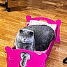 Sunday a rejoint le concours — aidez-le/la à gagner de superbes lots ! animal, cat, cozy, cute, doll_bed, domestic_cat, feline, floor, fur, gray_cat, heart_shape, home, indoor, paw, pet, pink_bed, relaxed, resting, small_bed, wooden_floor