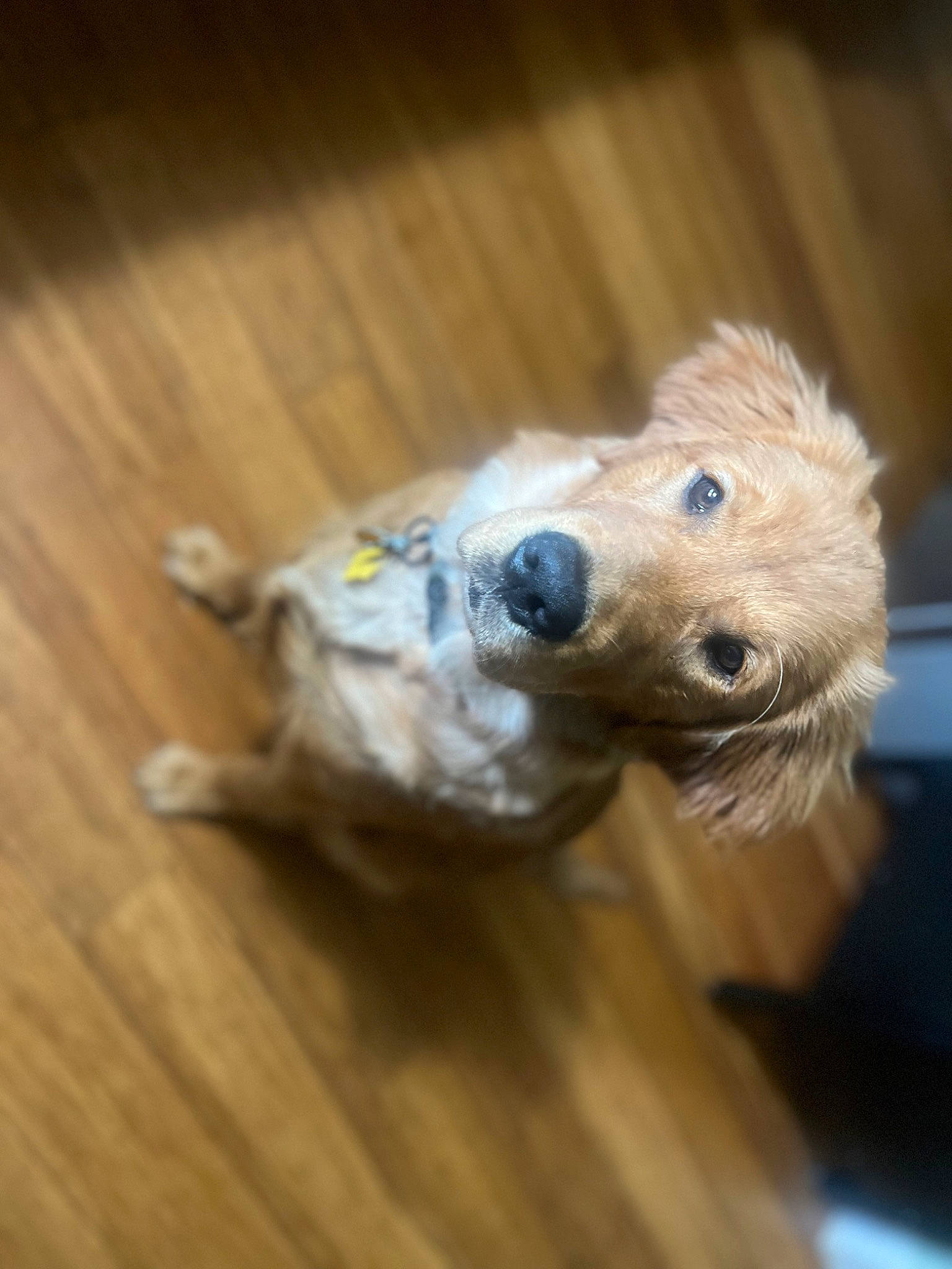 Bobby is registered to the contest to win money with this photo: carnivore, companion_dog, dog, dog_breed, dog_clothes, dog_supply, fawn, flooring, fur, hardwood, pet_supply, snout, terrestrial_animal, terrier, toy_dog, varnish, whiskers, wood, wood_stain, working_animal