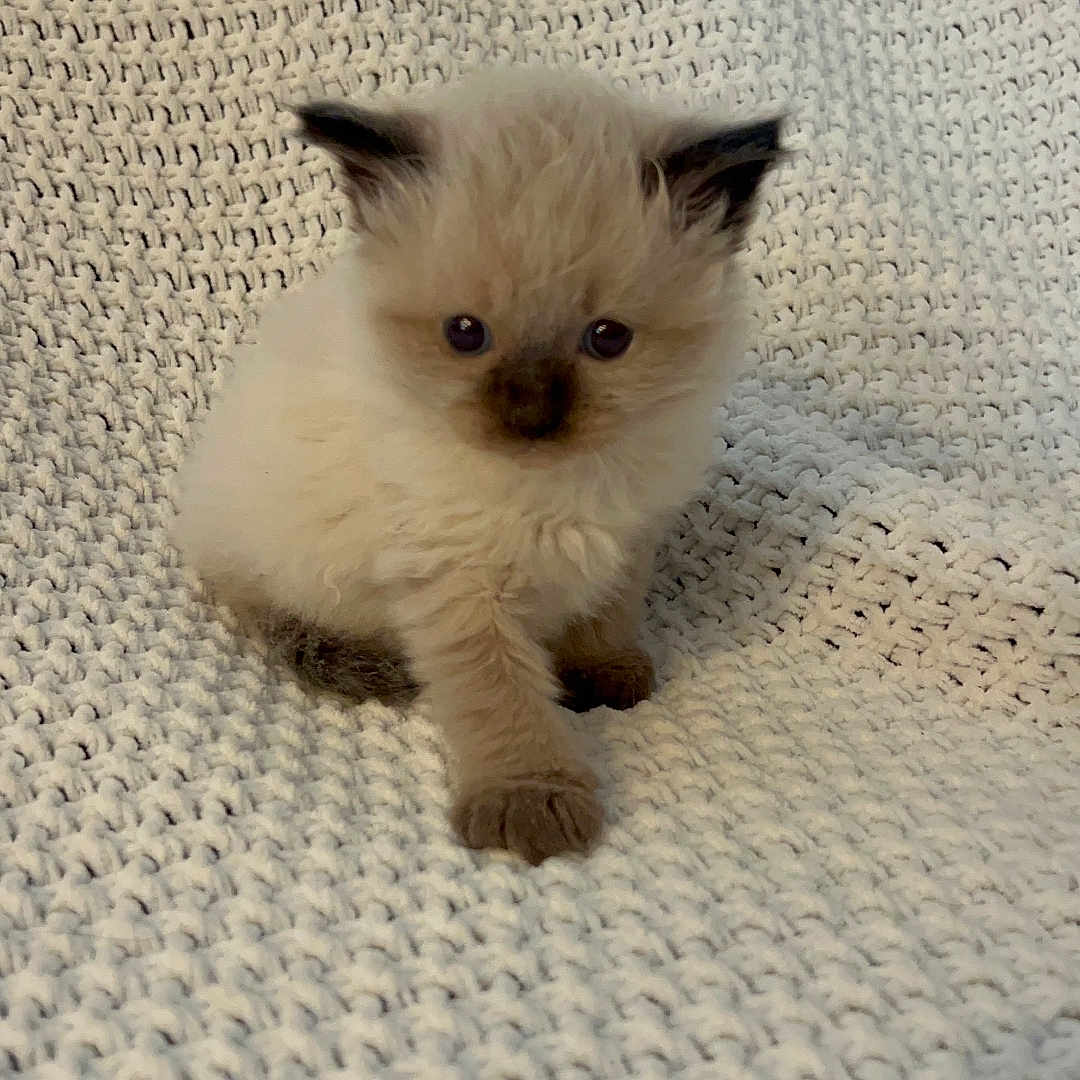 Kapri joined the competition — help win amazing prizes! animal, blanket, cat, closeup, cozy, curious, cute, ears, fluffy, fur, indoor, kitten, knitted, paws, pet, portrait, sitting, small, soft, young