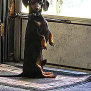 Winston is registered to the contest to win money with this photo: dog, dachshund, small_dog, black_and_tan, canine, pet, sitting, upright_pose, front_paws_raised, long_body, floppy_ears, collar, indoors, window, backlit, rug, floor, home, portrait, funny_pose