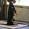 dog, dachshund, small_dog, black_and_tan, canine, pet, sitting, upright_pose, front_paws_raised, long_body, floppy_ears, collar, indoors, window, backlit, rug, floor, home, portrait, funny_pose