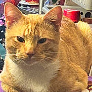 Kitty is registered to the contest to win money with this photo: cat, ginger_cat, loafing, feline, pet, indoor, fur, whiskers, ears, face, resting, purple_surface, household_items, cluttered_background, table, flowers, red_object, closeup, domestic_cat, relaxed