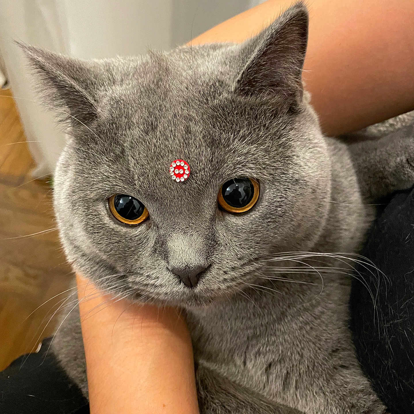 Loula a rejoint le concours — aidez-le/la à gagner de superbes lots ! alert, amber_eyes, animal, cat, closeup, curious, cute, domestic_cat, ears, face, fur_texture, gray_fur, holding, human_arm, indoor, jewel_sticker, pet, portrait, soft_fur, whiskers