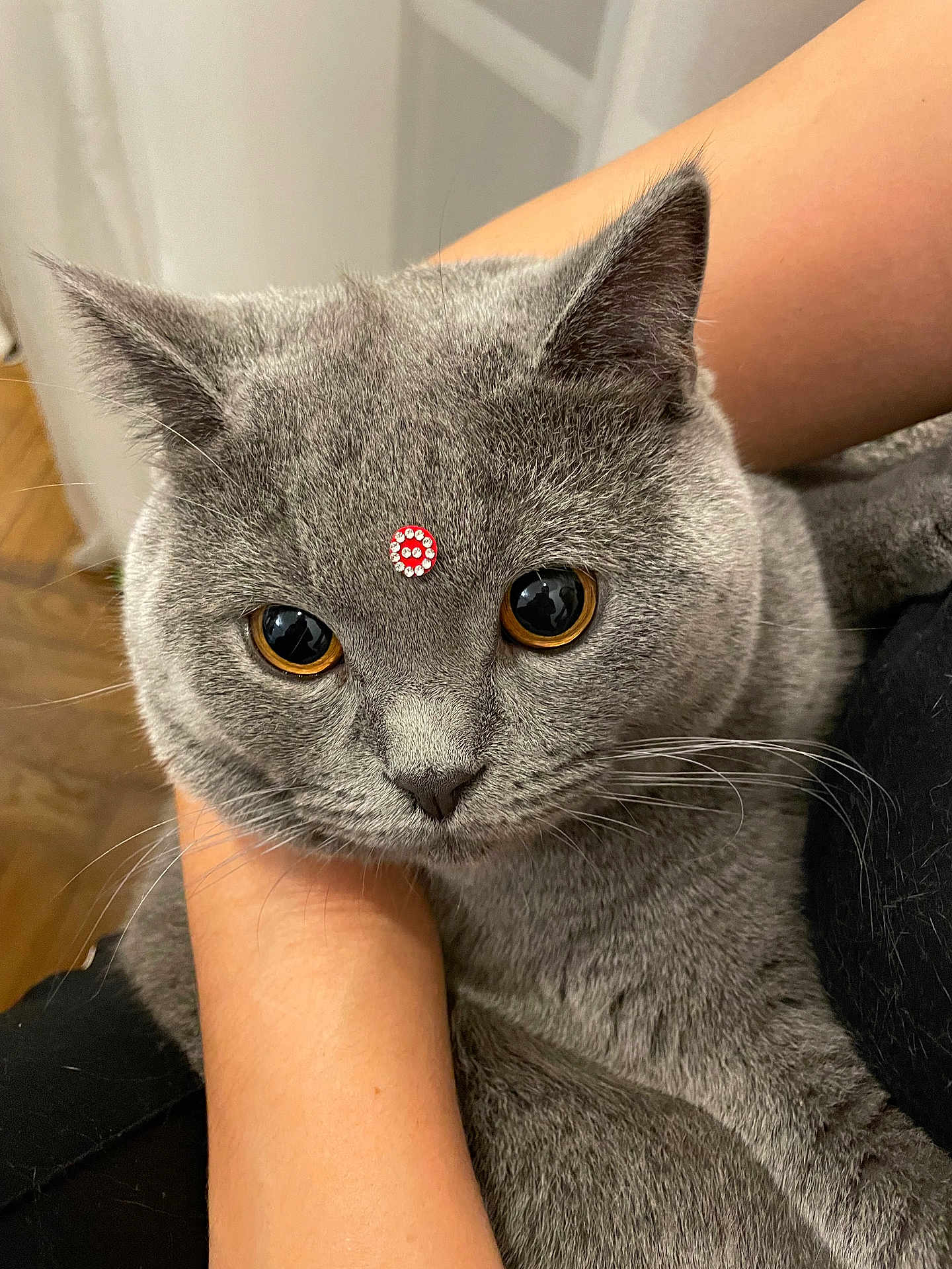 Loula a rejoint le concours — aidez-le/la à gagner de superbes lots ! cat, gray_fur, amber_eyes, jewel_sticker, pet, animal, whiskers, ears, face, closeup, indoor, human_arm, holding, fur_texture, cute, domestic_cat, alert, portrait, soft_fur, curious