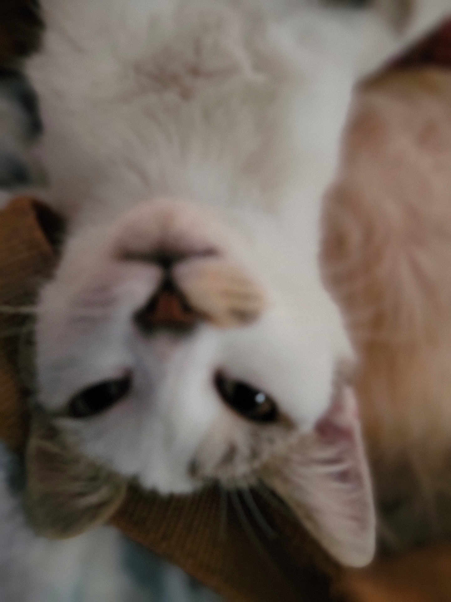 Carl. Chillders joined the competition — help win amazing prizes! animal, blurry, cat, close_up, cute, domestic, ears, eyes, face, feline, fur, indoor, lying_down, mammal, pet, portrait, relaxed, soft, upside_down, whiskers