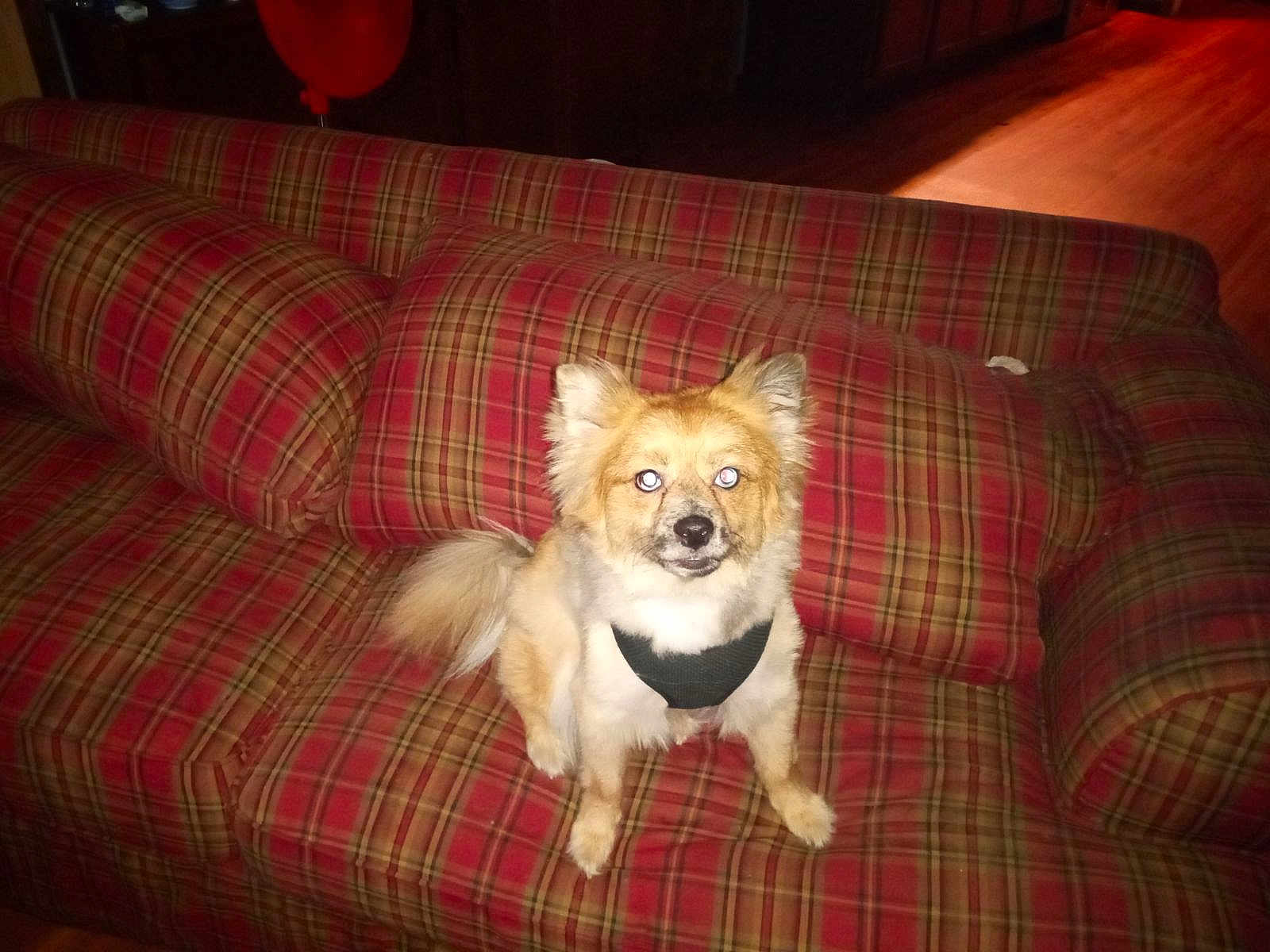 Maximus Auraelious