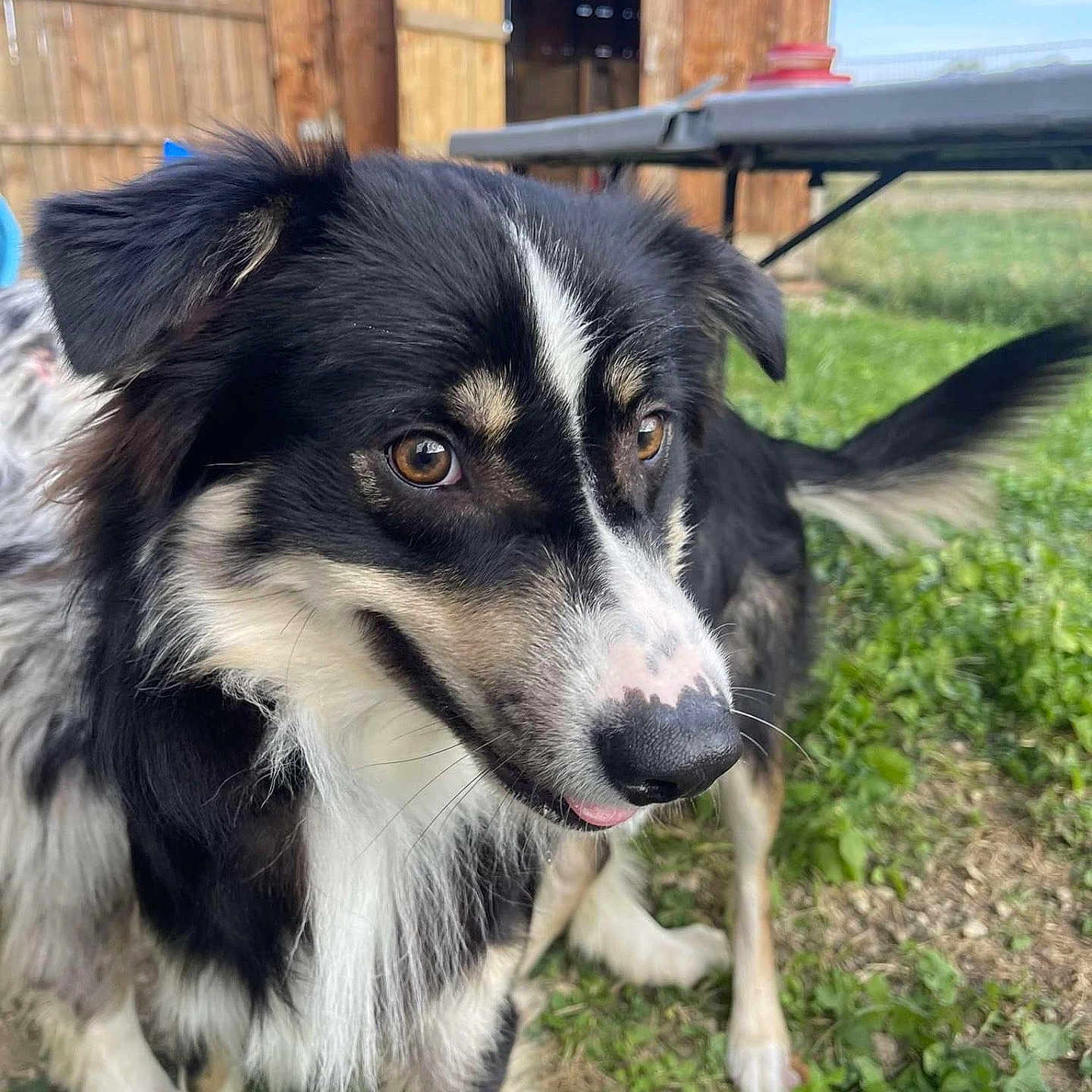 Chicken joined the competition — help win amazing prizes! animal, architecture, backyard, building, canine, countryside, dog, grass, housing, husky, nature, outdoors, person, pet, plant, puppy, rural, shelter, wood, yard