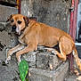 dog, tan_dog, stone_steps, rustic_door, red_door, potted_cactus, plants, outdoor, sunlight, shadow, relaxed, pet, animal, old_building, weathered, porch, chain_collar, concrete, nature, daytime