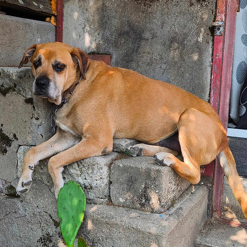 Croc a rejoint le concours — aidez-le/la à gagner de superbes lots ! animal, chain_collar, concrete, daytime, dog, nature, old_building, outdoor, pet, plants, porch, potted_cactus, red_door, relaxed, rustic_door, shadow, stone_steps, sunlight, tan_dog, weathered