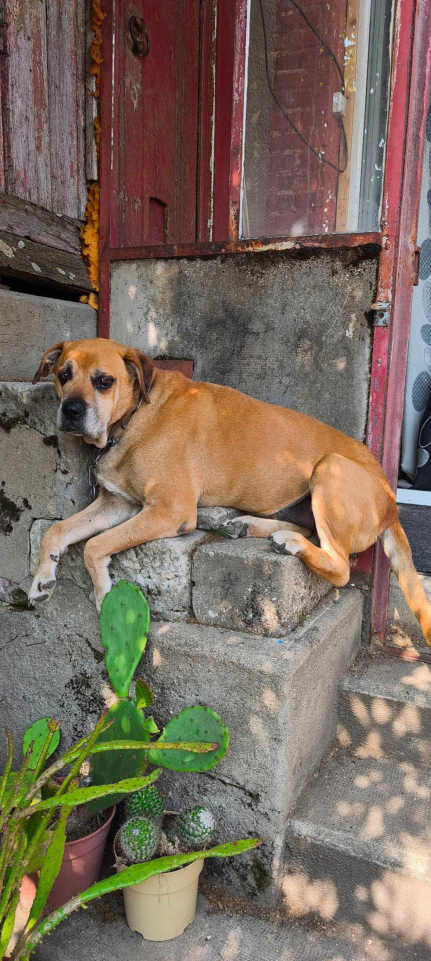 Croc a rejoint le concours — aidez-le/la à gagner de superbes lots ! dog, tan_dog, stone_steps, rustic_door, red_door, potted_cactus, plants, outdoor, sunlight, shadow, relaxed, pet, animal, old_building, weathered, porch, chain_collar, concrete, nature, daytime