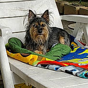 Bouboule participe au concours pour gagner de l'argent avec cette photo : dog, small_dog, scruffy, chair, blanket, outdoor, plastic_chair, soccer_ball, pet, animal, fur, ears, face, resting, colorful, green, yellow, grass, vehicle, relaxing