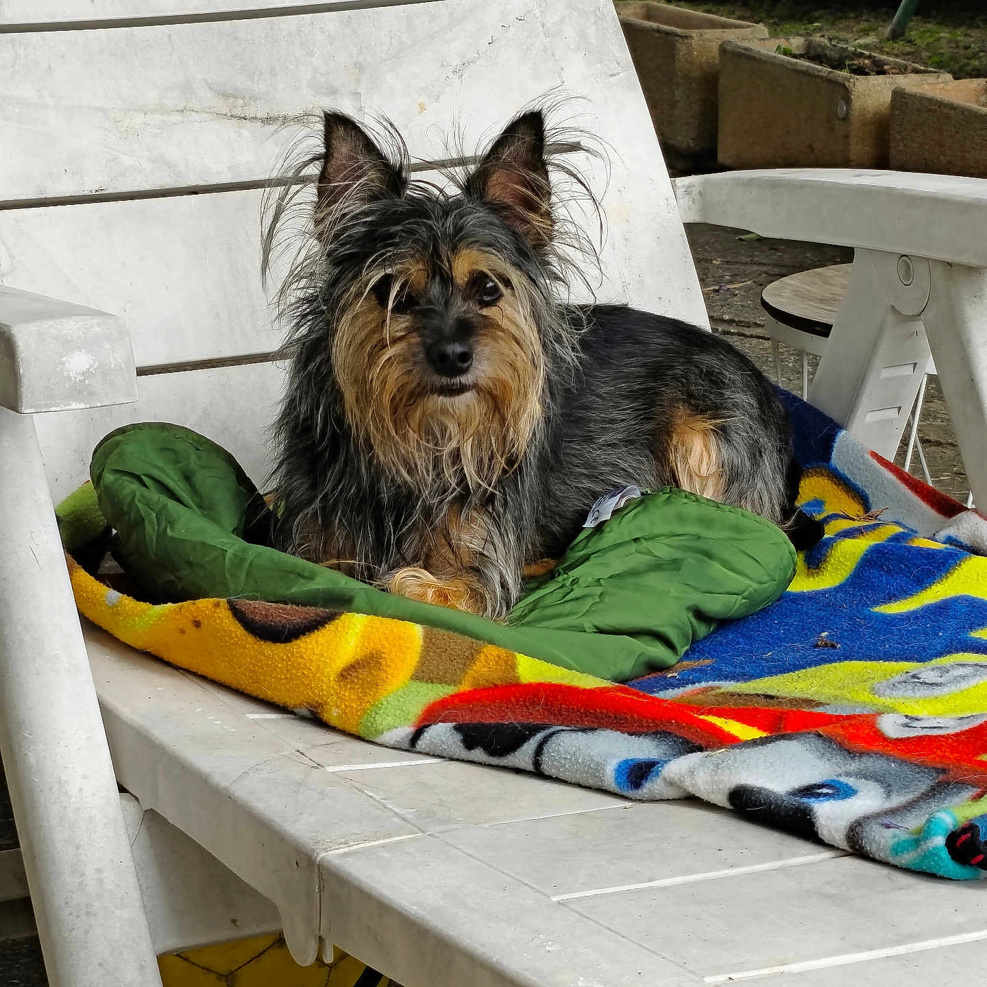 Bouboule participe au concours pour gagner de l'argent avec cette photo : dog, small_dog, scruffy, chair, blanket, outdoor, plastic_chair, soccer_ball, pet, animal, fur, ears, face, resting, colorful, green, yellow, grass, vehicle, relaxing