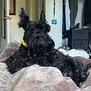 Kiki is registered to the contest to win money with this photo: dog, black_dog, pet, indoor, blanket, furniture, yellow_collar, cozy, relaxed, fur, ears, bedroom, home, canine, laying_down, gazing, domestic_animal, comfort, animal, mammal