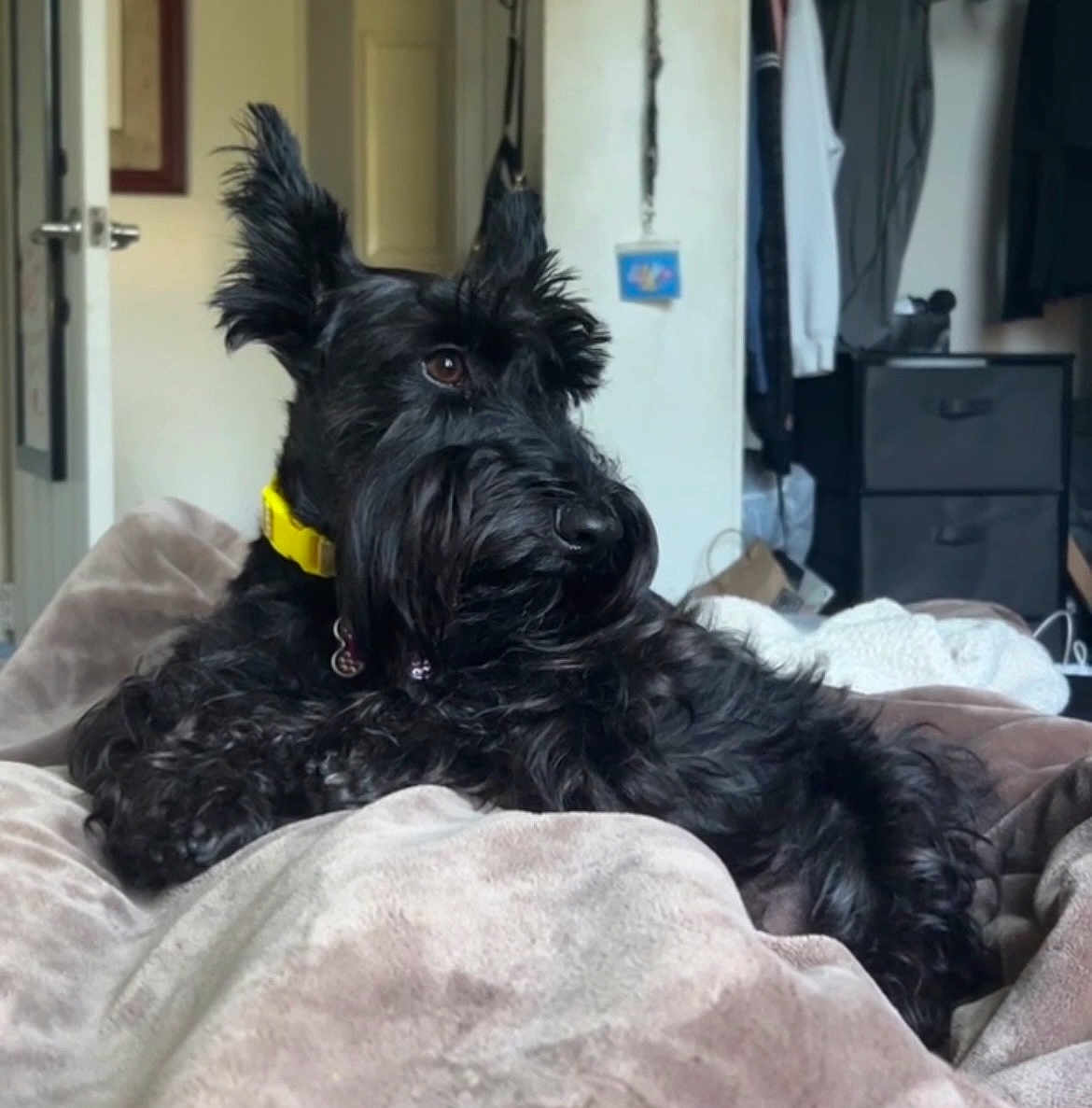 Kiki is registered to the contest to win money with this photo: dog, black_dog, pet, indoor, blanket, furniture, yellow_collar, cozy, relaxed, fur, ears, bedroom, home, canine, laying_down, gazing, domestic_animal, comfort, animal, mammal