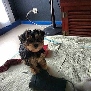 Rudy a rejoint le concours — aidez-le/la à gagner de superbes lots ! carnivore, claw, comfort, companion_dog, dog, dog_breed, dog_supply, floor, flooring, fur, liver, paw, small_terrier, snout, tail, terrier, toy_dog, wood, working_animal, yorkipoo