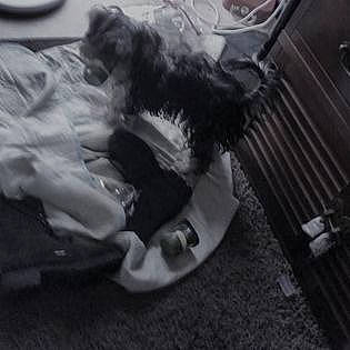 Rudy a rejoint le concours — aidez-le/la à gagner de superbes lots ! automotive_lighting, automotive_tire, bumper, carnivore, chair, cloud, comfort, companion_dog, dog_breed, feather, felidae, hood, monochrome, monochrome_photography, personal_protective_equipment, small_to_medium_sized_cats, tail, tints_and_shades, whiskers, wing