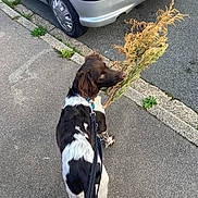 Achille participe au concours pour gagner de l'argent avec cette photo : animal, asphalt, branch, brown, car, collar, curb, daytime, dog, fur, greenery, leash, nature, outdoor, pet, playful, sidewalk, street, walking, white