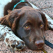 Achille participe au concours pour gagner de l'argent avec cette photo : dog, pet, brown, white, spotted, pavement, outdoor, close_up, animal, canine, fur, paw, collar, resting, relaxed, portrait, eyes, nose, laying_down, texture