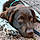 Achille