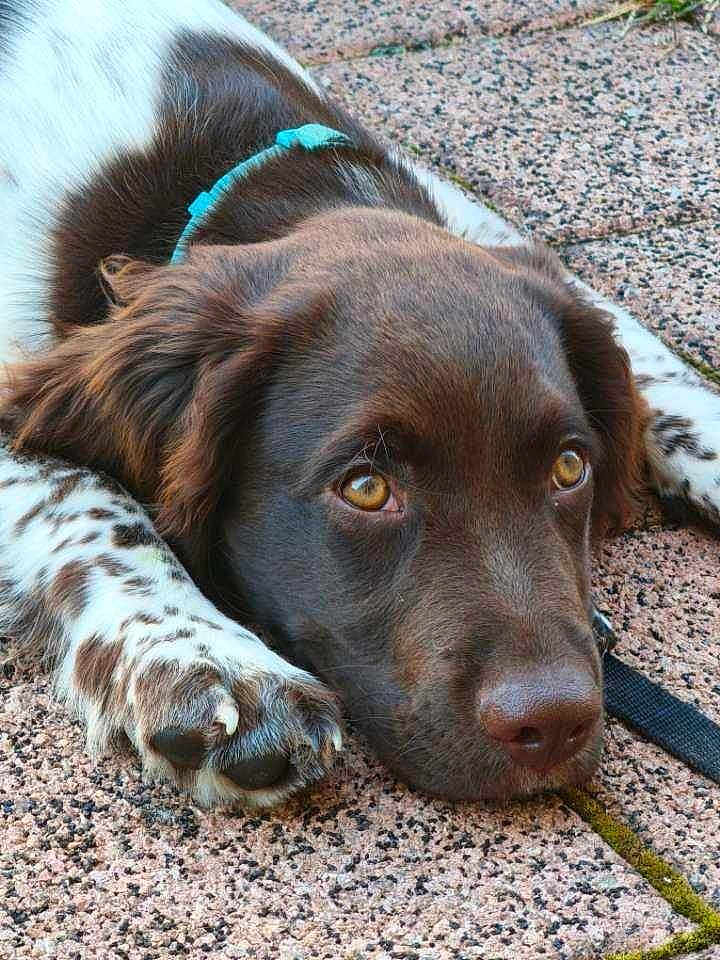 Achille participe au concours pour gagner de l'argent avec cette photo : dog, pet, brown, white, spotted, pavement, outdoor, close_up, animal, canine, fur, paw, collar, resting, relaxed, portrait, eyes, nose, laying_down, texture