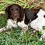 Achille a rejoint le concours — aidez-le/la à gagner de superbes lots ! animal, brown_and_white, canine, closeup, collar, dog, ears, fur, grass, greenery, leaf, leash, lying_down, nature, outdoor, pet, plants, relaxed, resting, snout