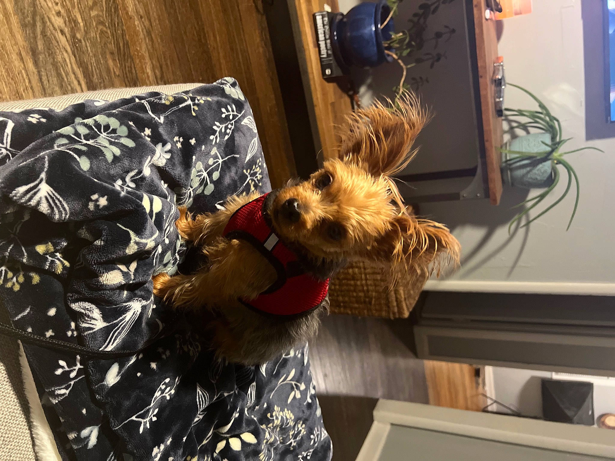 Tobias joined the competition — help win amazing prizes! airedale_terrier, canidae, carnivore, companion_dog, dog, dog_breed, fawn, flowerpot, fur, holiday, houseplant, lakeland_terrier, room, small_terrier, sporting_group, terrier, toy_dog, welsh_terrier, wood, yorkipoo