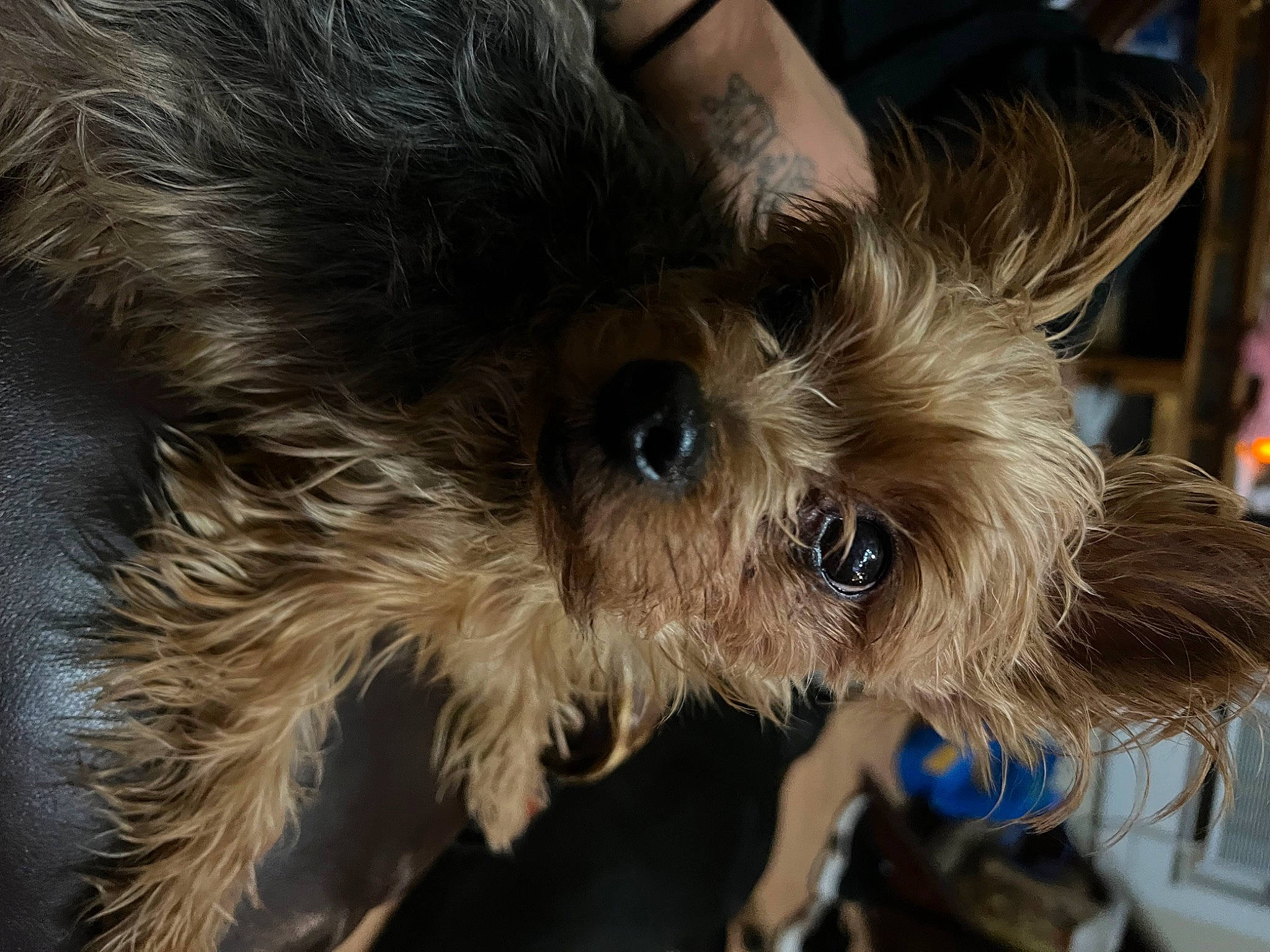 Tobias is registered to the contest to win money with this photo: biewer_terrier, blond, canidae, carnivore, companion_dog, dog, dog_breed, fawn, fur, liver, small_terrier, snout, sporting_group, sunglasses, terrestrial_animal, terrier, toy_dog, whiskers, working_animal, yorkipoo