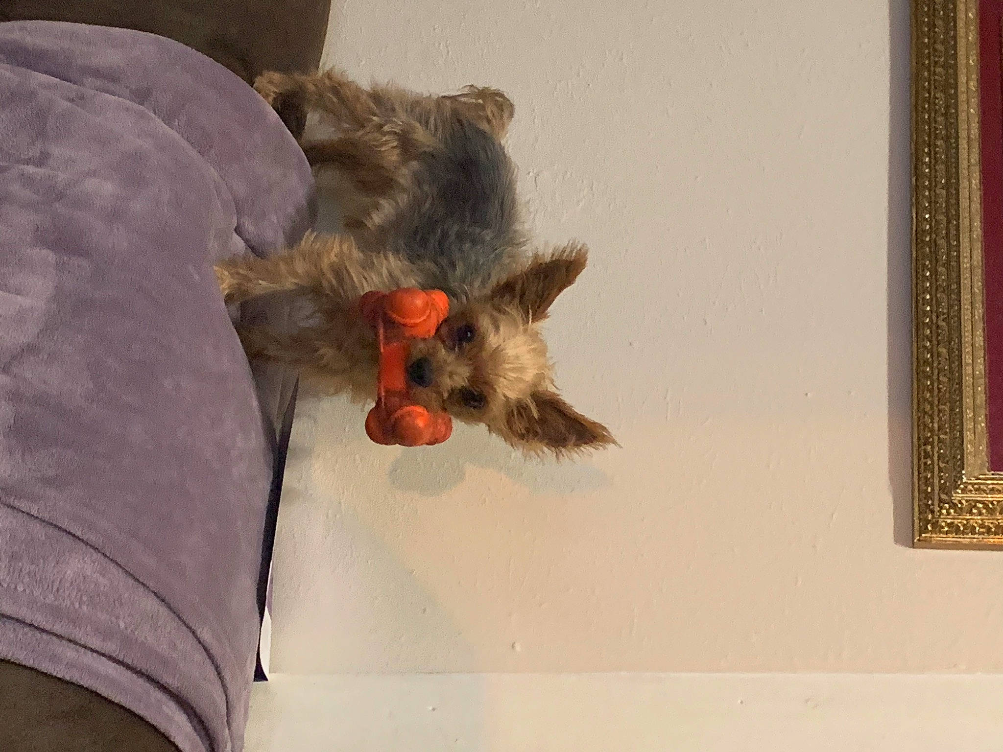 Tobias is registered to the contest to win money with this photo: art, bat, beak, canidae, carnivore, claw, dog_breed, fawn, feather, felidae, fur, paw, picture_frame, small_to_medium_sized_cats, snout, sporting_group, tail, visual_arts, whiskers, wood