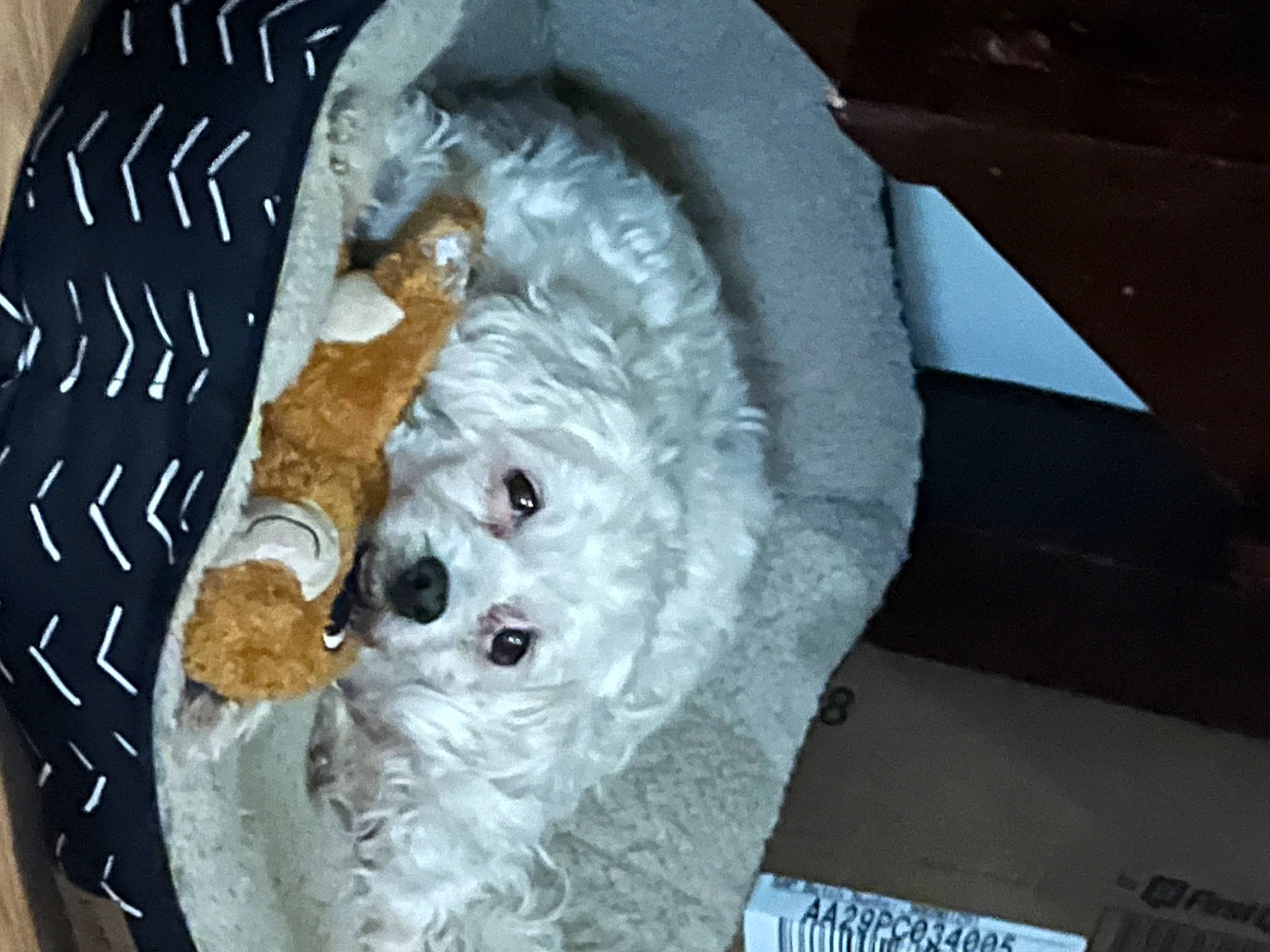 Luna is registered to the contest to win money with this photo: canidae, carnivore, companion_dog, dog, dog_breed, fur, non_sporting_group, plastic_bag, sporting_group, stuffed_toy, toy, toy_dog, winter, working_animal