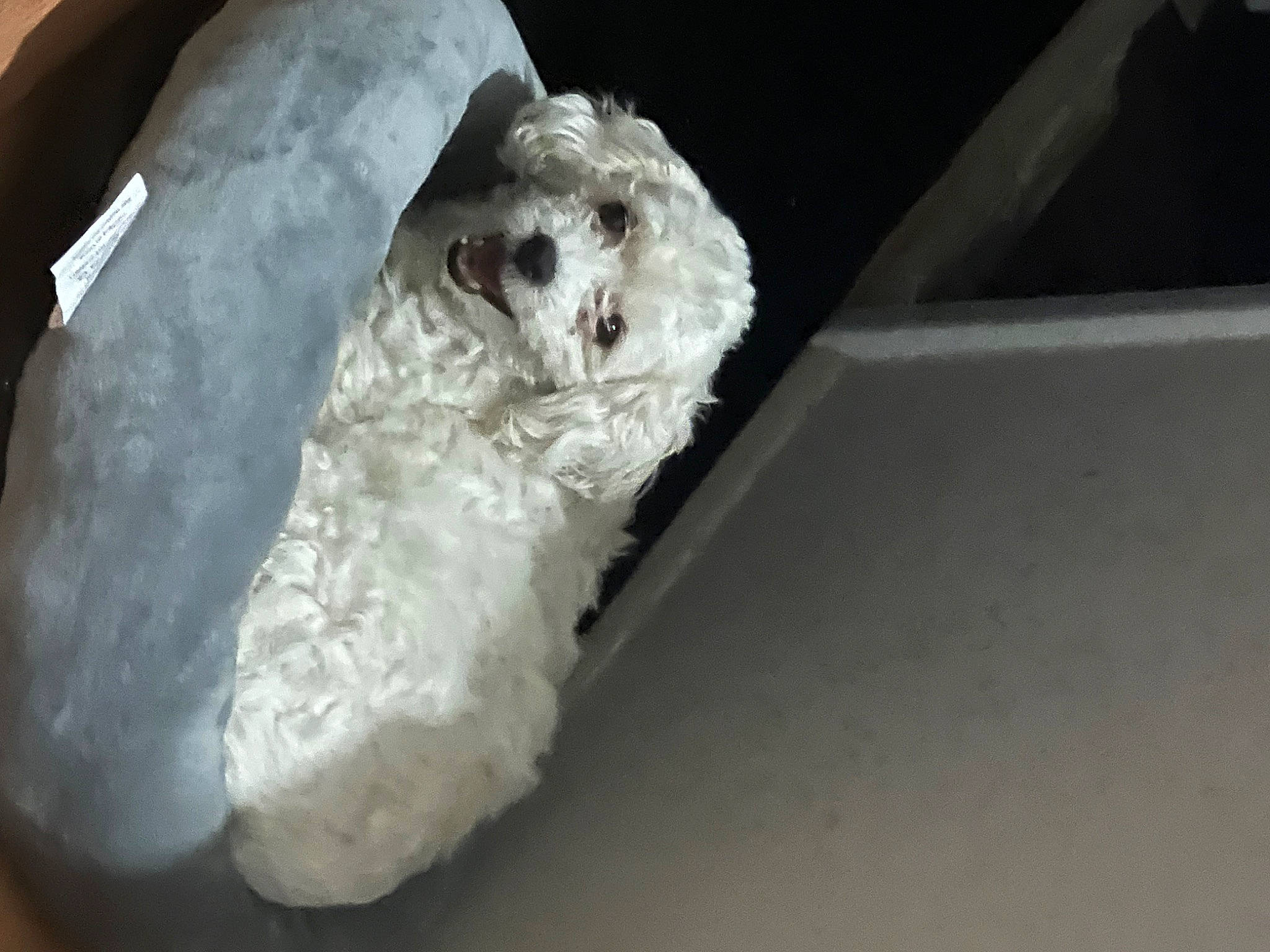 Luna is registered to the contest to win money with this photo: bichon, canidae, carnivore, comfort, companion_dog, dog, dog_breed, felidae, fur, non_sporting_group, paw, small_terrier, snout, sporting_group, terrier, toy_dog