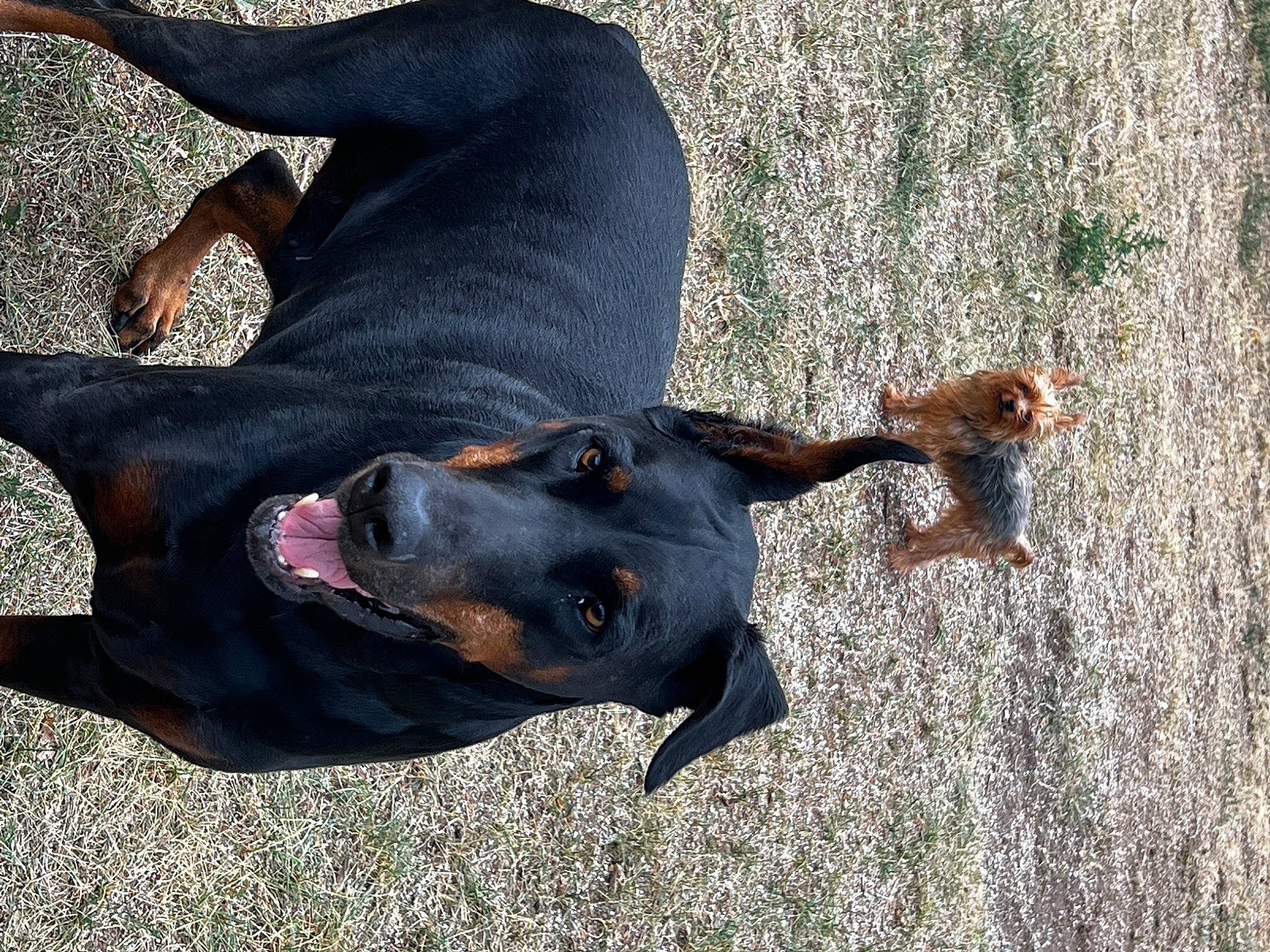 Desoto joined the competition — help win amazing prizes! canidae, carnivore, collar, companion_dog, dobermann, dog, dog_breed, dog_collar, fawn, gesture, grass, guard_dog, hunting_dog, natural_material, paw, plant, shadow, sporting_group, working_animal, working_dog