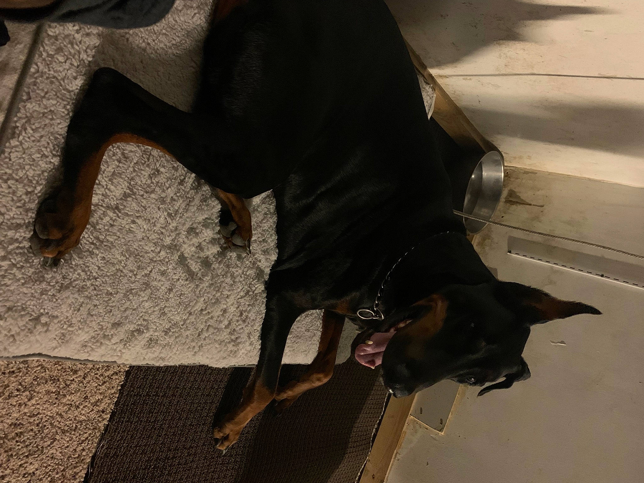 Desoto is registered to the contest to win money with this photo: canidae, carnivore, collar, companion_dog, dog, dog_breed, dog_collar, fawn, floor, flooring, foot, guard_dog, human_leg, leash, leg, paw, snout, sporting_group, tail, working_animal