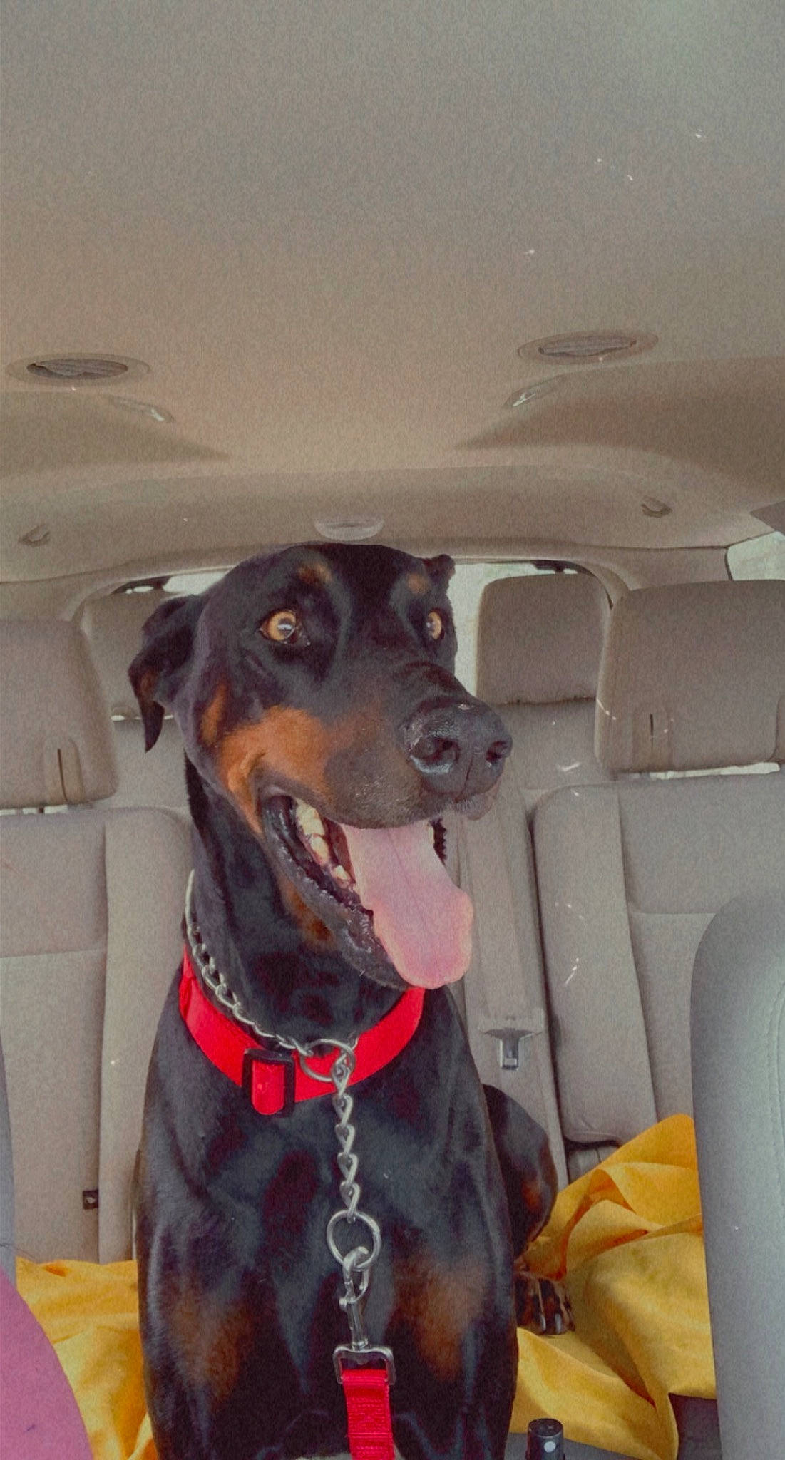 Desoto is registered to the contest to win money with this photo: car, car_seat, car_seat_cover, carnivore, collar, companion_dog, dog, dog_breed, dog_collar, ear, fawn, liver, pet_supply, snout, sporting_group, vehicle, vehicle_door, whiskers, windshield, working_animal