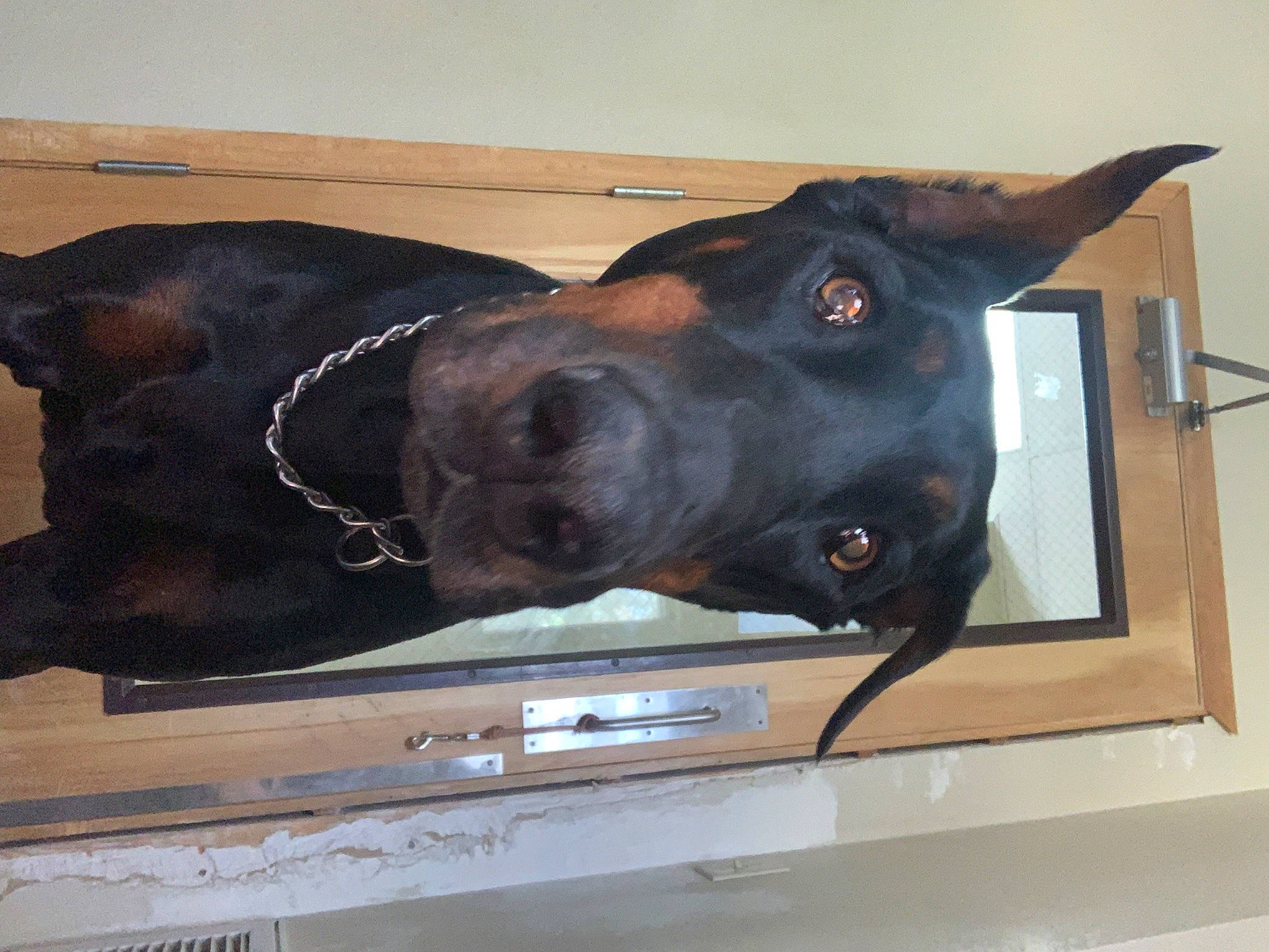 Desoto joined the competition — help win amazing prizes! automotive_exterior, automotive_mirror, canidae, carnivore, collar, companion_dog, dog, dog_breed, dog_collar, fawn, gesture, liver, pet_supply, snout, sporting_group, tail, vehicle_door, window, windshield, working_animal