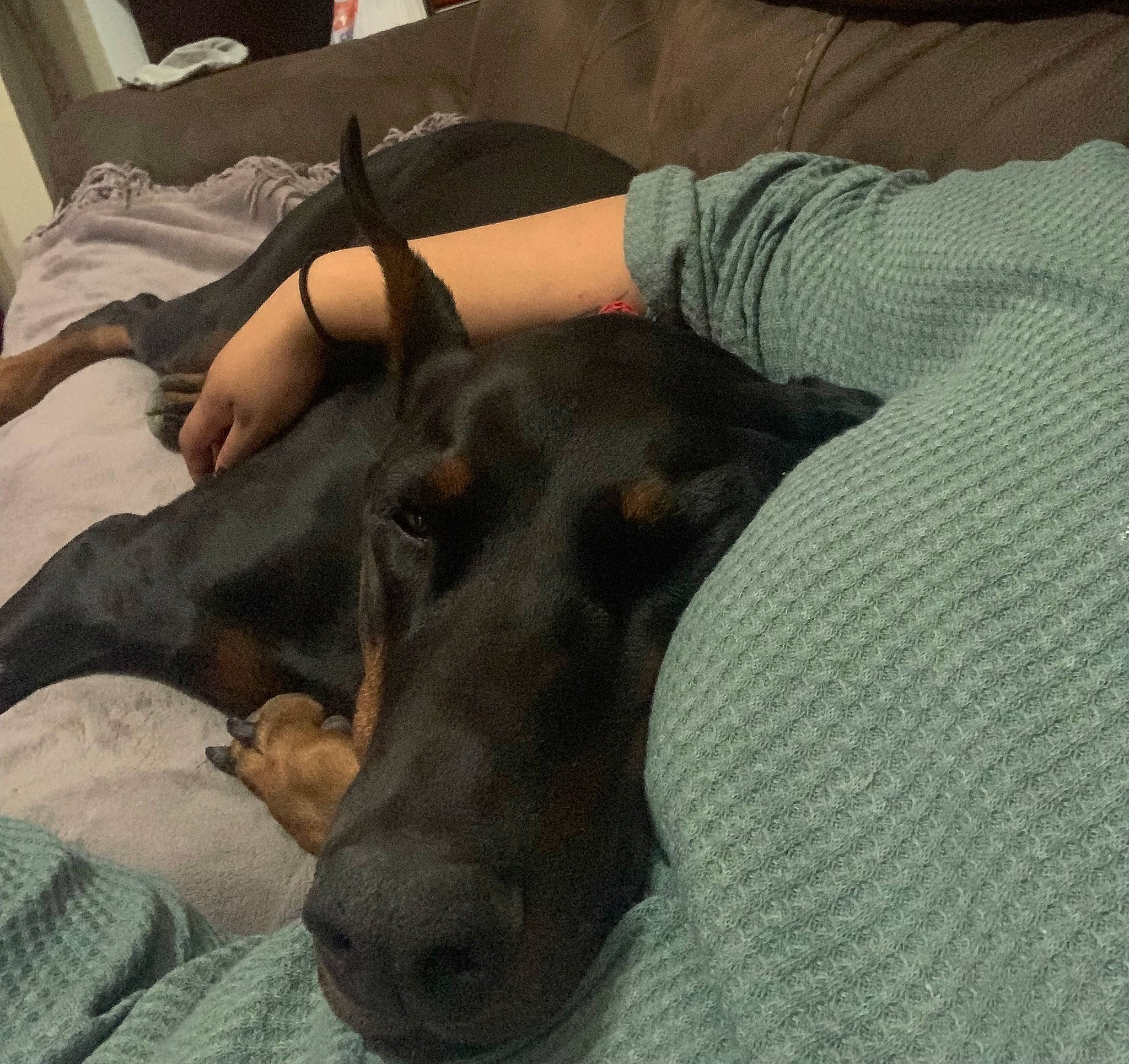 Desoto joined the competition — help win amazing prizes! canidae, carnivore, collar, comfort, companion_dog, dog, dog_breed, dog_supply, ear, fawn, fur, guard_dog, liver, paw, pet_supply, snout, sporting_group, terrestrial_animal, working_animal, working_dog