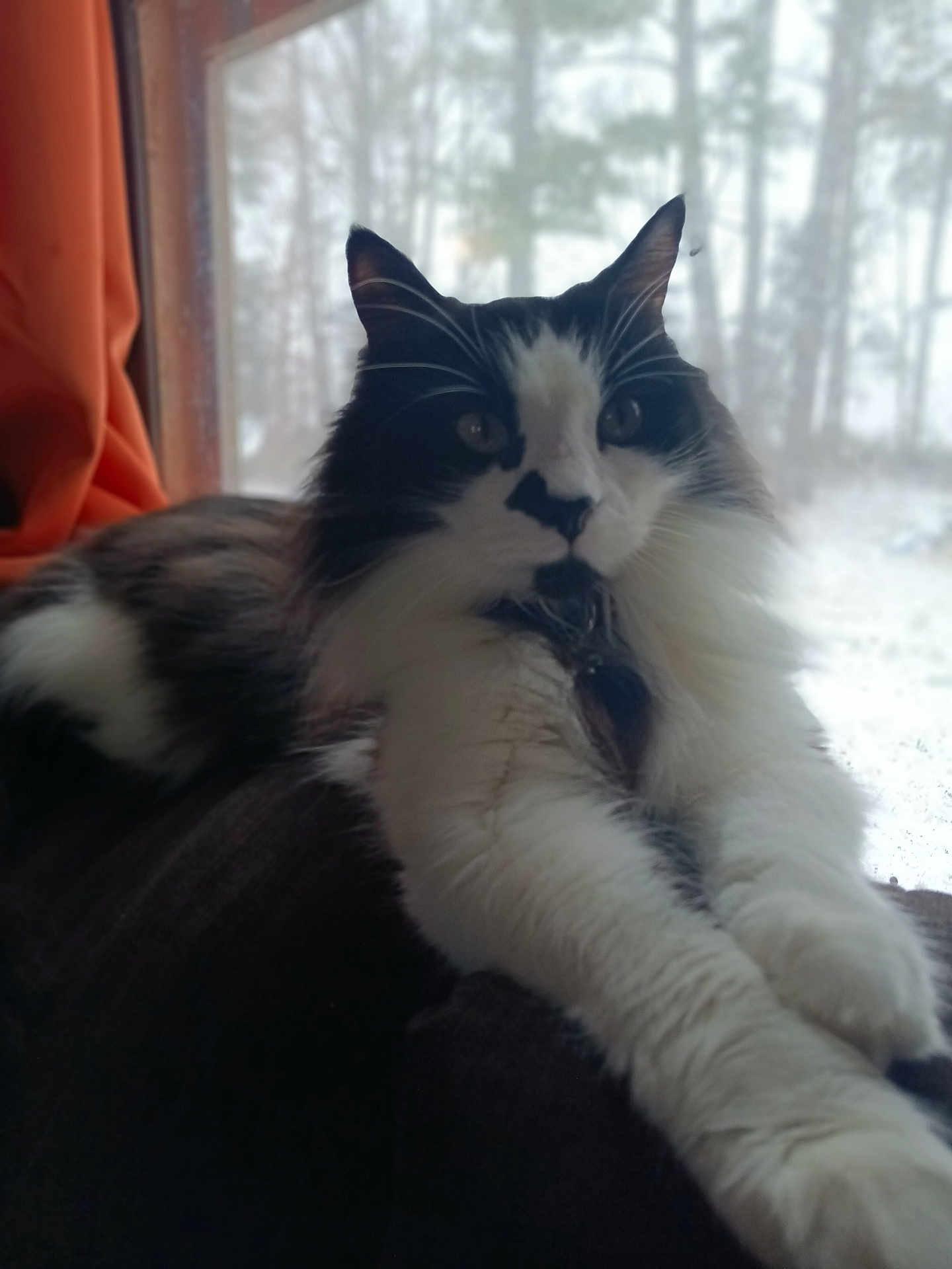Mikey joined the competition — help win amazing prizes! cat, black_and_white, fluffy, stretching, paws, window, snow, outdoor, blurred_background, indoor, cozy, pet, animal, feline, relaxed, fur, nature, daylight, curtain, resting