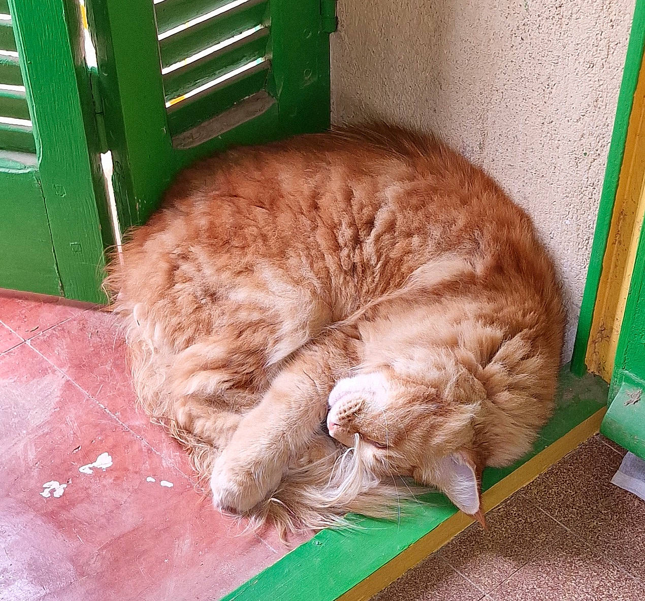 Poe participe au concours pour gagner de l'argent avec cette photo : carnivore, cat, cat_supply, comfort, domestic_short_haired_cat, fawn, felidae, flooring, fur, liver, nap, pet_supply, sleep, small_to_medium_sized_cats, snout, tail, whiskers