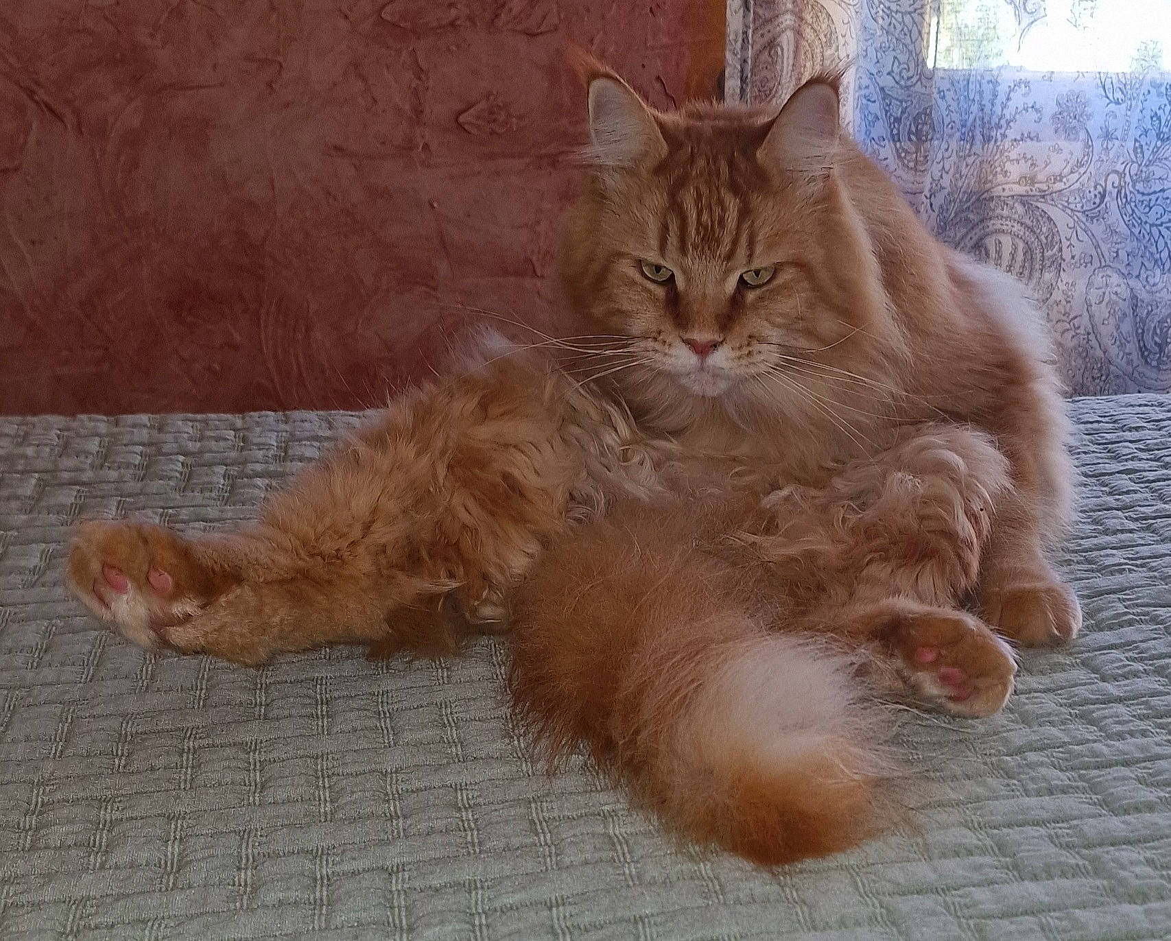 Poe participe au concours pour gagner de l'argent avec cette photo : british_longhair, carnivore, cat, claw, comfort, domestic_short_haired_cat, fawn, felidae, flooring, fur, hardwood, liver, paw, sitting, small_to_medium_sized_cats, snout, tail, terrestrial_animal, whiskers, wood