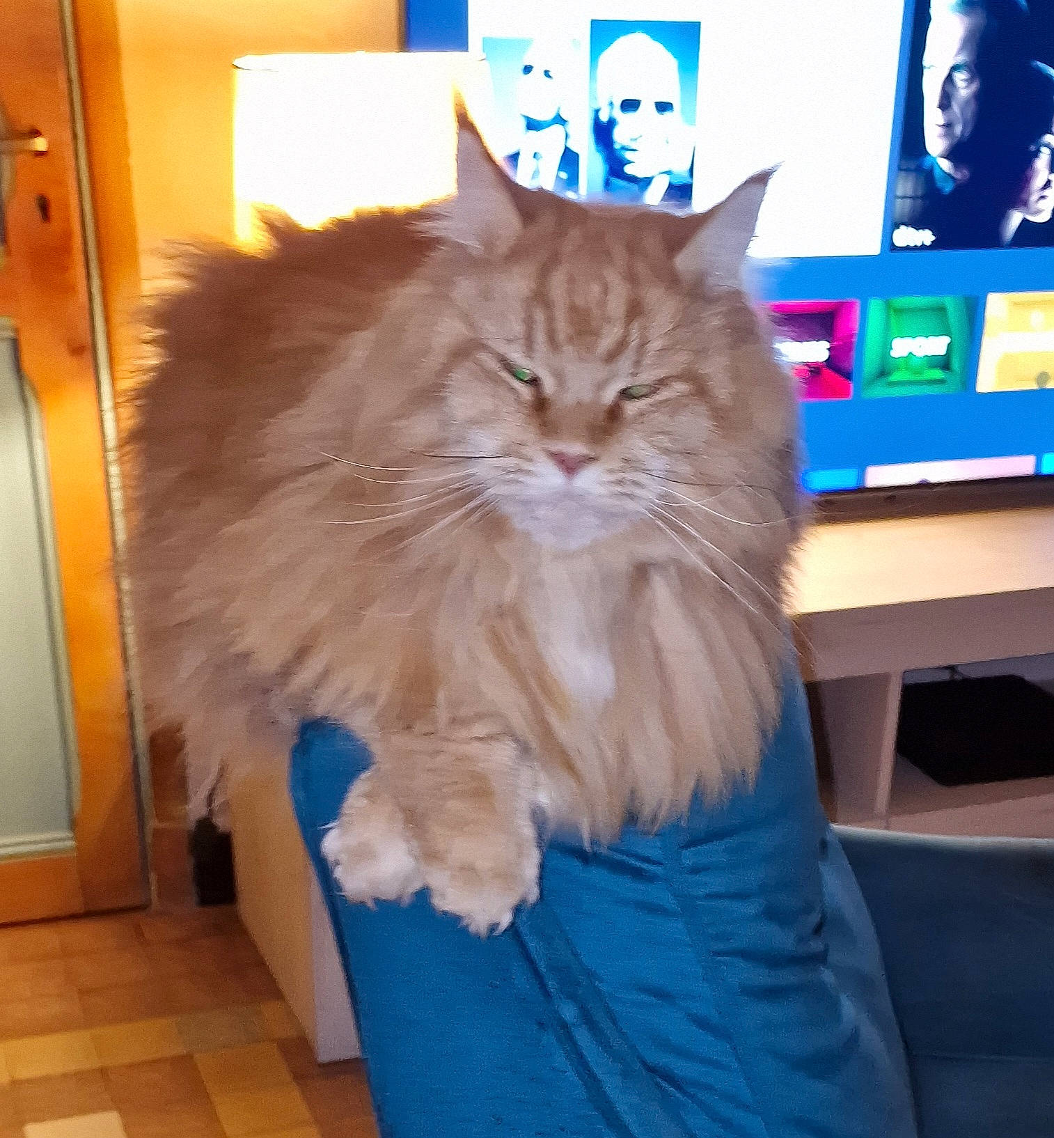 Poe participe au concours pour gagner de l'argent avec cette photo : blue, bookcase, box, carnivore, cat, computer_keyboard, computer_monitor, display_device, electric_blue, felidae, flooring, fur, gadget, led_backlit_lcd_display, peripheral, shelf, small_to_medium_sized_cats, television, whiskers, wood