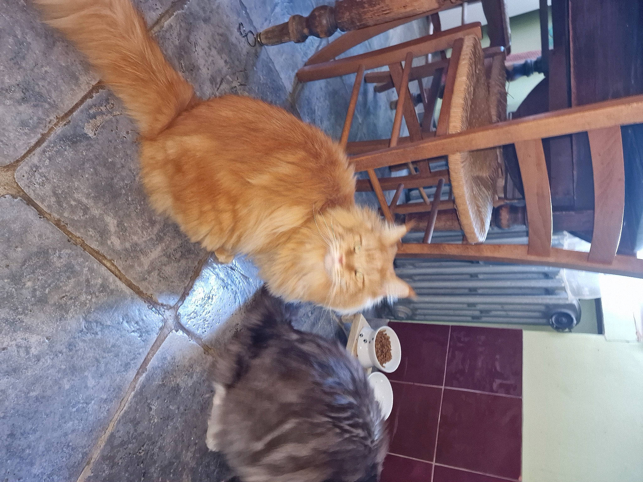 Poe a rejoint le concours — aidez-le/la à gagner de superbes lots ! carnivore, cat, comfort, companion_dog, dog_breed, domestic_short_haired_cat, fawn, felidae, floor, flooring, fur, hardwood, human_leg, room, small_to_medium_sized_cats, snout, tail, whiskers, wood, wood_stain